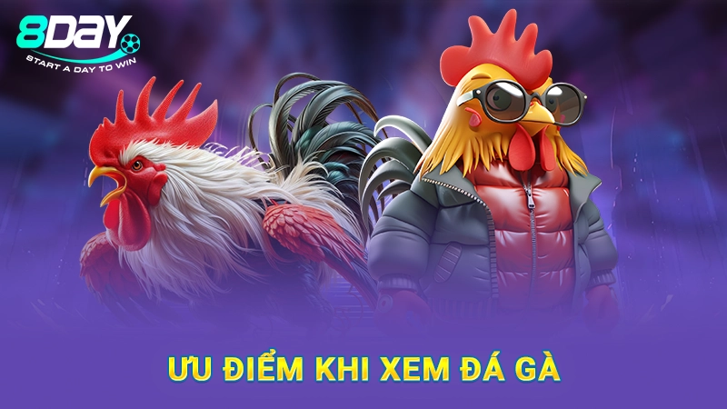 Ưu điểm khi xem đá gà